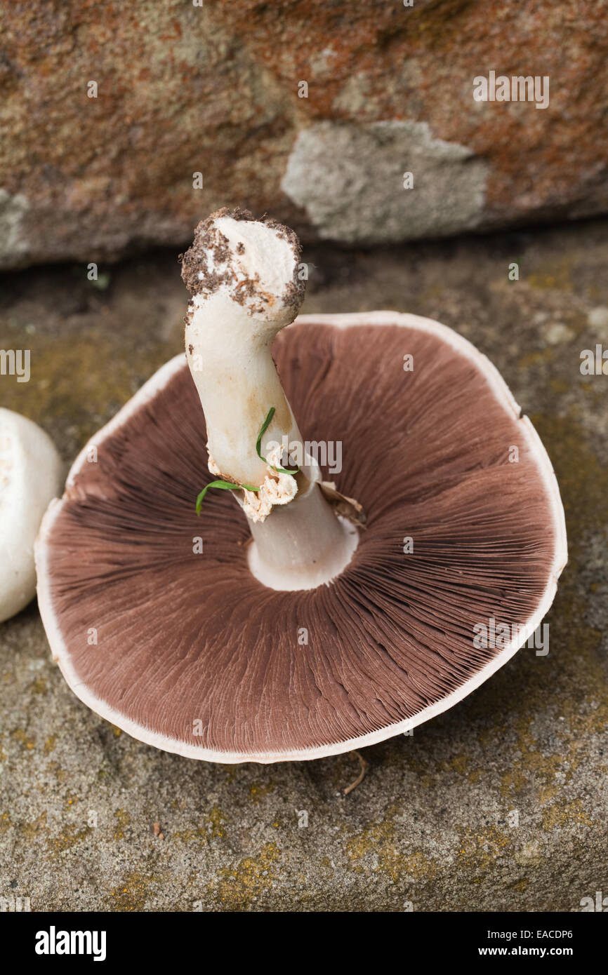 Feld-Pilz (Agaris Campestris). Gesammelt und aufschlussreiche Unterseite zeigt Kiemen und Stiel. Norfolk. England. VEREINIGTES KÖNIGREICH. Stockfoto