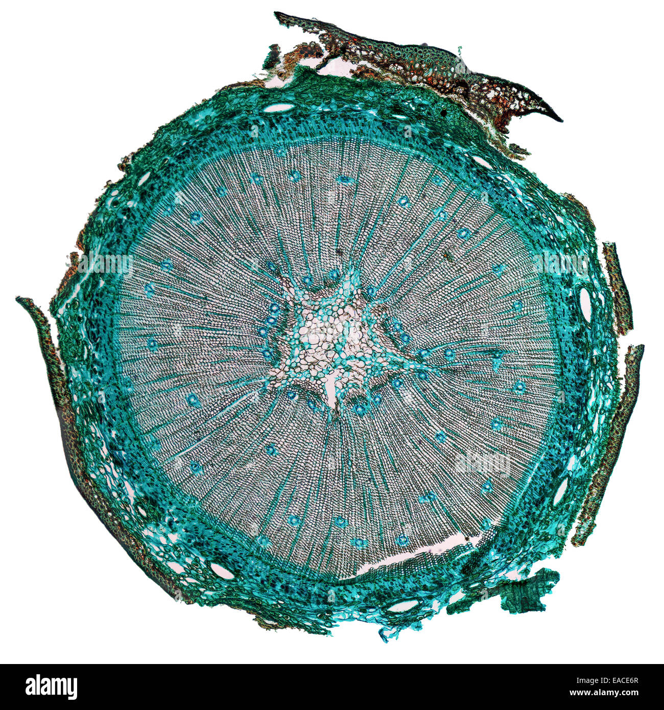 Hohe Auflösung leicht Mikrophotographie der Kiefer Baum Holz-Querschnitt  durch ein Mikroskop gesehen Stockfotografie - Alamy