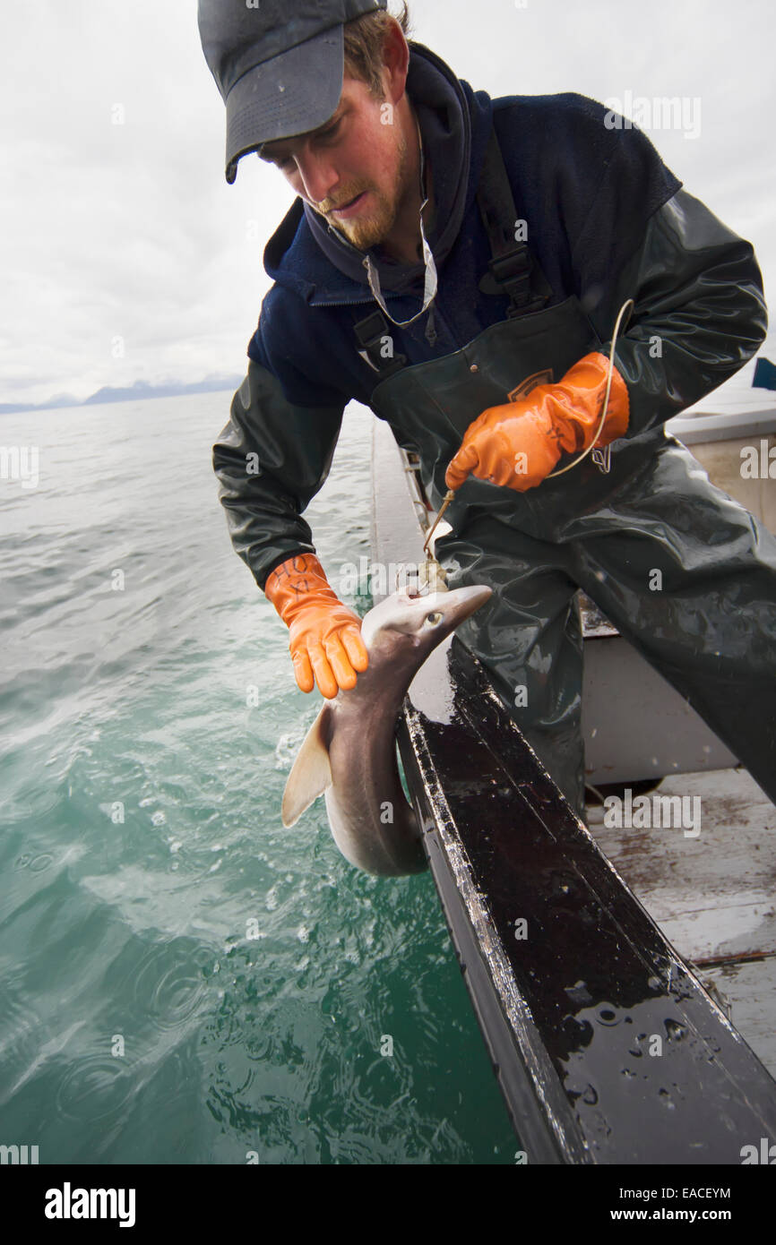 Kommerzieller Heilbutt fischen von Hand mit Langleinen Ausrüstung aus einer offenen Skiff im Kachemak Bay, Kenai-Halbinsel; Alaska, USA Stockfoto