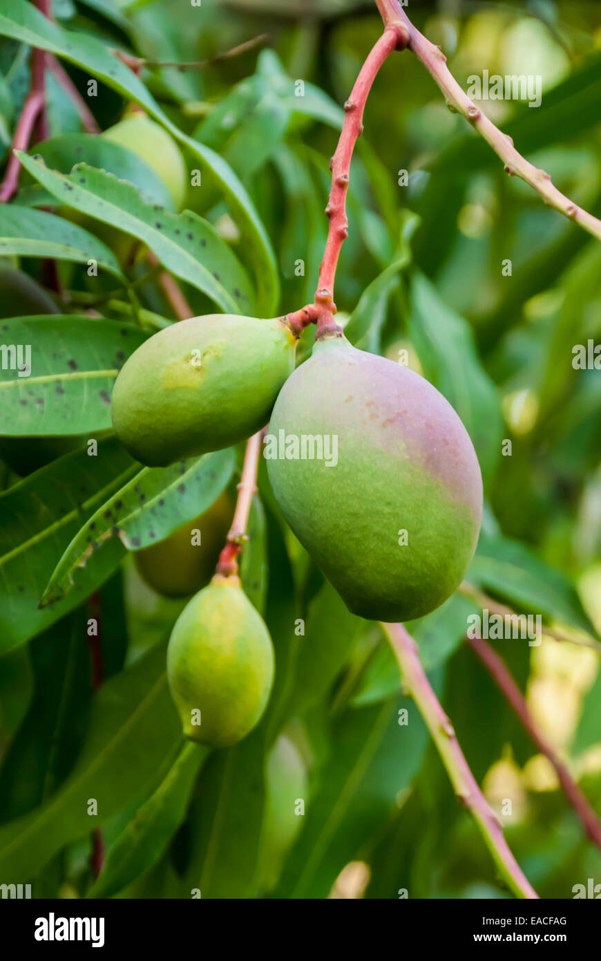 Eine Gruppe von unterschiedlicher Größe Mangos wächst an einem Baum in Costa Rica Stockfoto