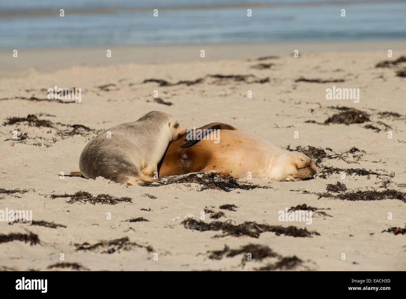 Stock Foto von einem australischen Seelöwen Welpen Pflege. Stockfoto