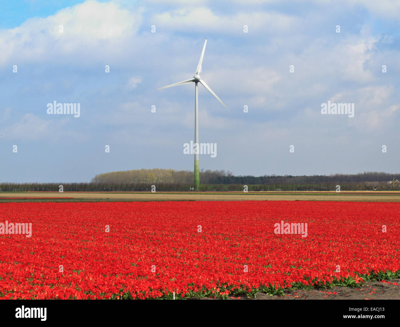 Rote Blumenfeld und Strom-Windkraftanlage in Holland Stockfoto