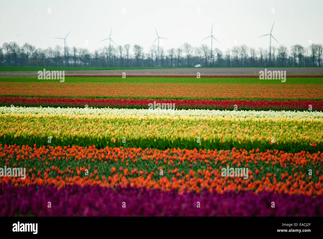 Blumenwiese auf dem Weg in die Provinz Nord-Holland Stockfoto