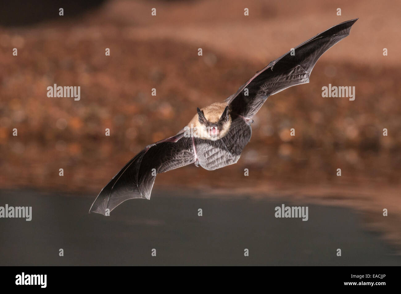 Große braune Fledermaus, Eptesicus Fuscus, Green Valley, Arizona, USA; ursprünglich aus Nordamerika, C-Amerika, Karibik & nördlichen Südamerika Stockfoto