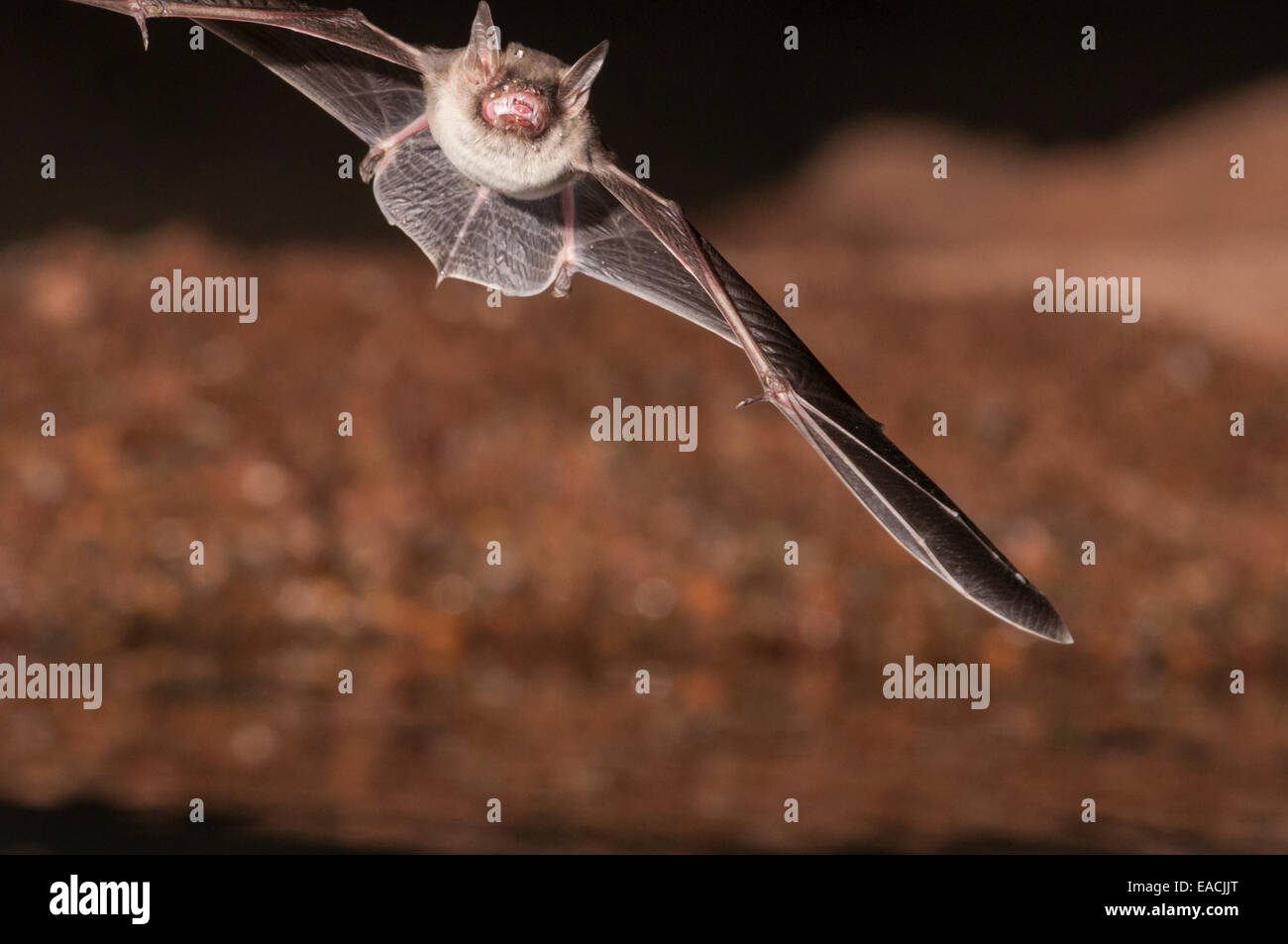 Große braune Fledermaus, Eptesicus Fuscus, Green Valley, Arizona, USA; ursprünglich aus Nordamerika, C-Amerika, Karibik & nördlichen Südamerika Stockfoto