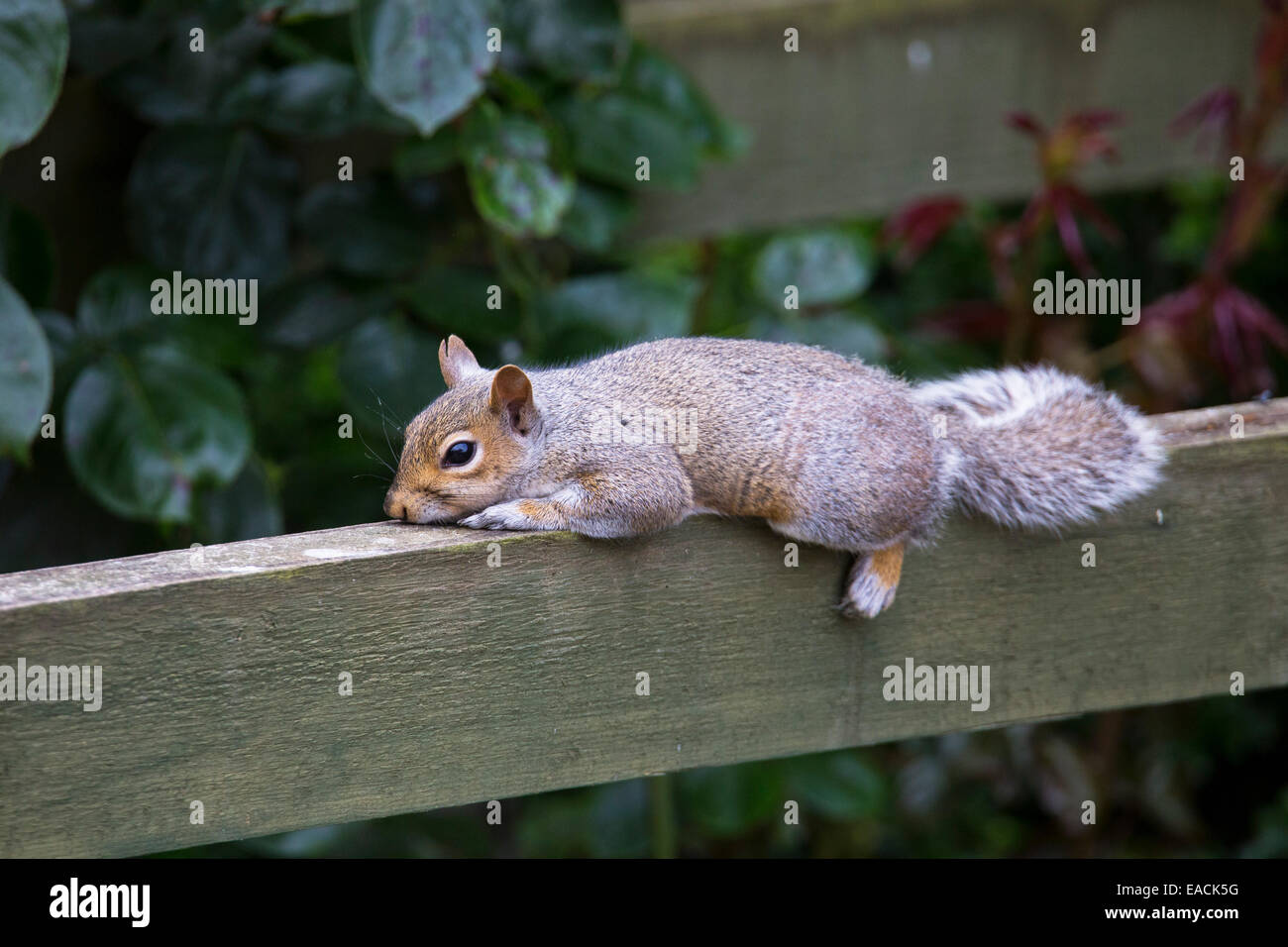 Östliche graue Eichhörnchen (Sciurus Carolinensis) oder graue Eichhörnchen, ruht in einem Garten im Vereinigten Königreich Stockfoto