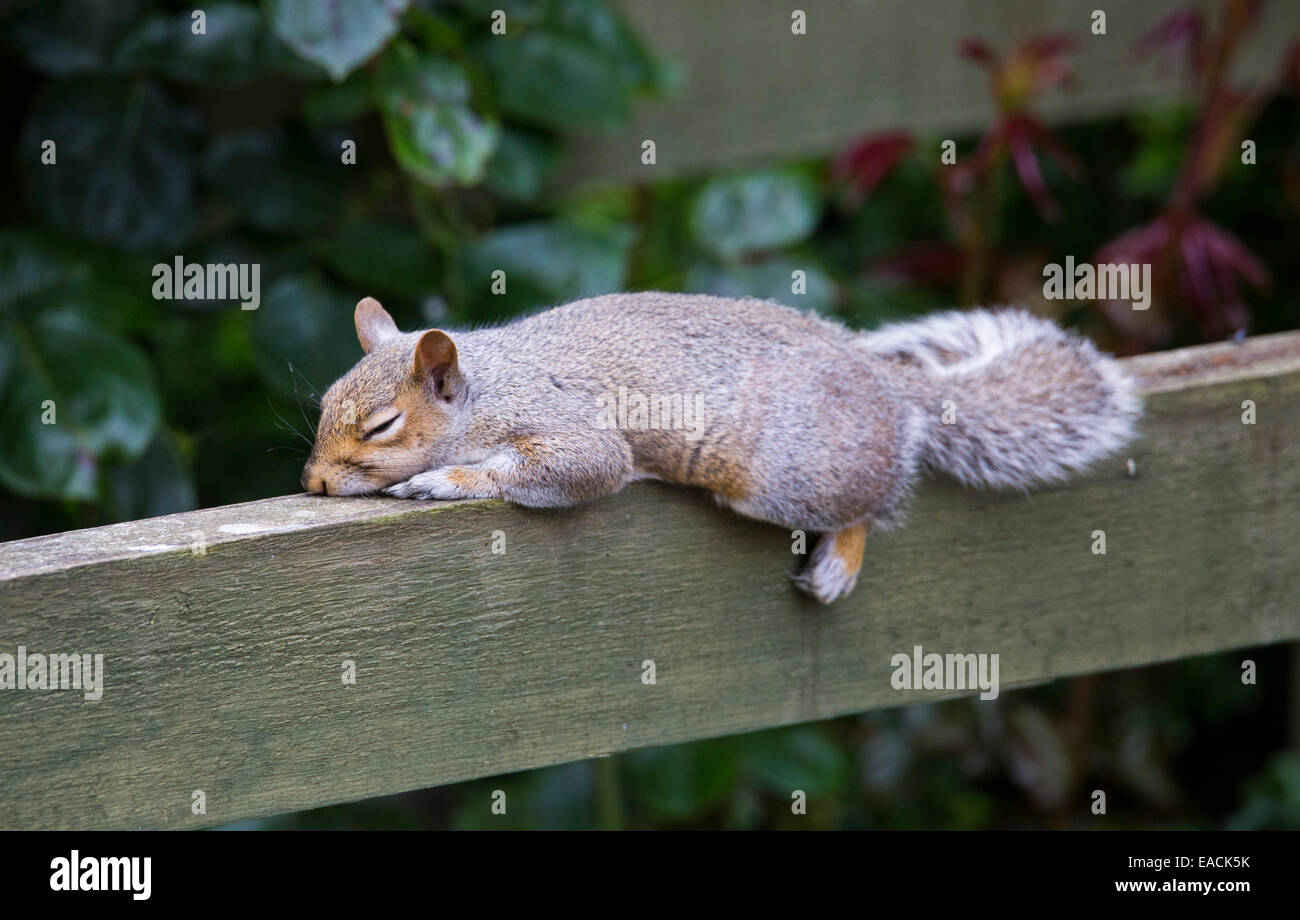 Östliche graue Eichhörnchen (Sciurus Carolinensis) oder graue Eichhörnchen, das schlafen in einem Garten im Vereinigten Königreich Stockfoto