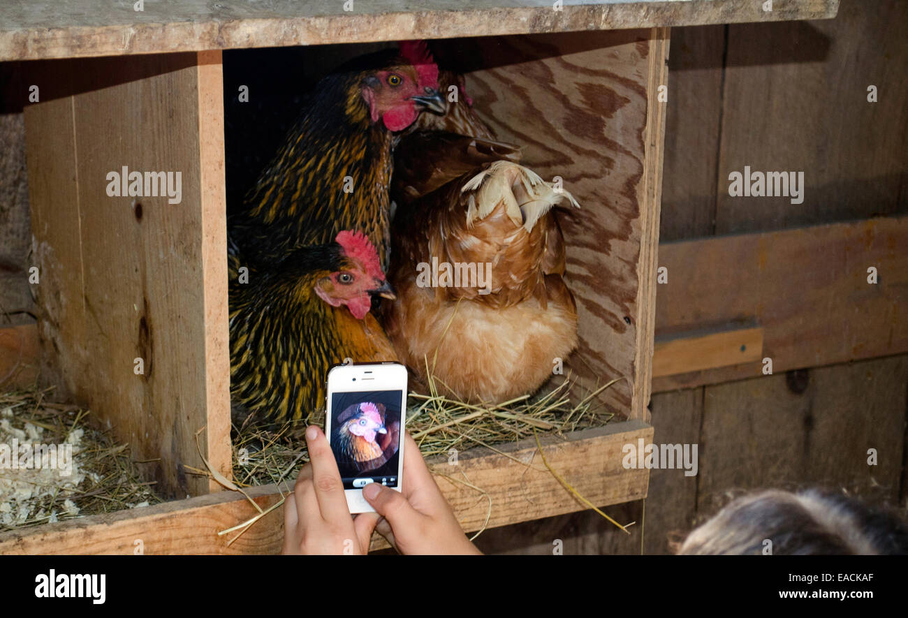 Mädchen nimmt Foto von drei Hühner alles in den gleichen Nistkasten mit Iphone, Maine, USA Stockfoto