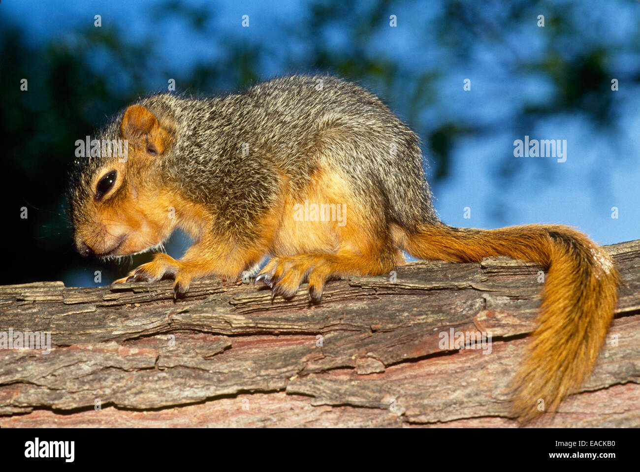 Kleines Ostfuchshörnchen, Scuirius niger, gerade aus dem Nest und kriecht an einem Zweig entlang, Missouri, USA Stockfoto