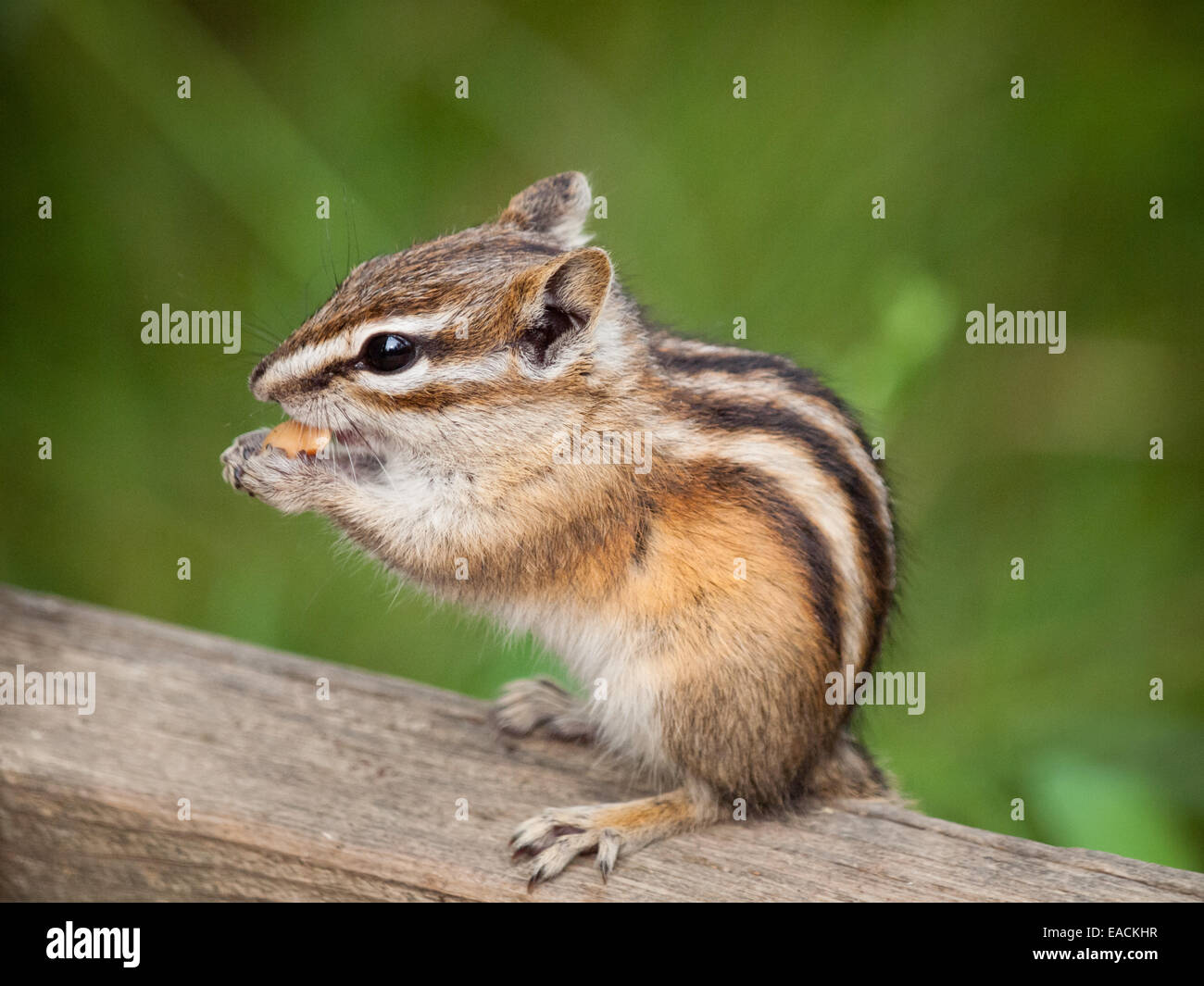 Eine niedliche zumindest Chipmunk (Tamias ZIP) ernährt sich von einer Erdnuss im Tempel Park und Naturschutzgebiet in Edmonton, Alberta, Kanada. Stockfoto