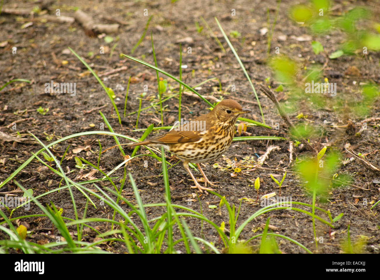 Braune drossel Fotos und Bildmaterial in hoher Auflösung Alamy