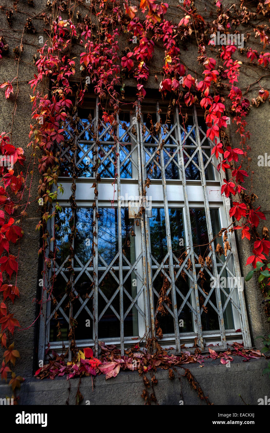 Virginia Creeper Fenstergitter Prag Herbstrot Blätter Tschechische Republik Herbstkletterer Parthenocissus Quinquefolia Fenstergitter, Fenstergitterleisten Stockfoto