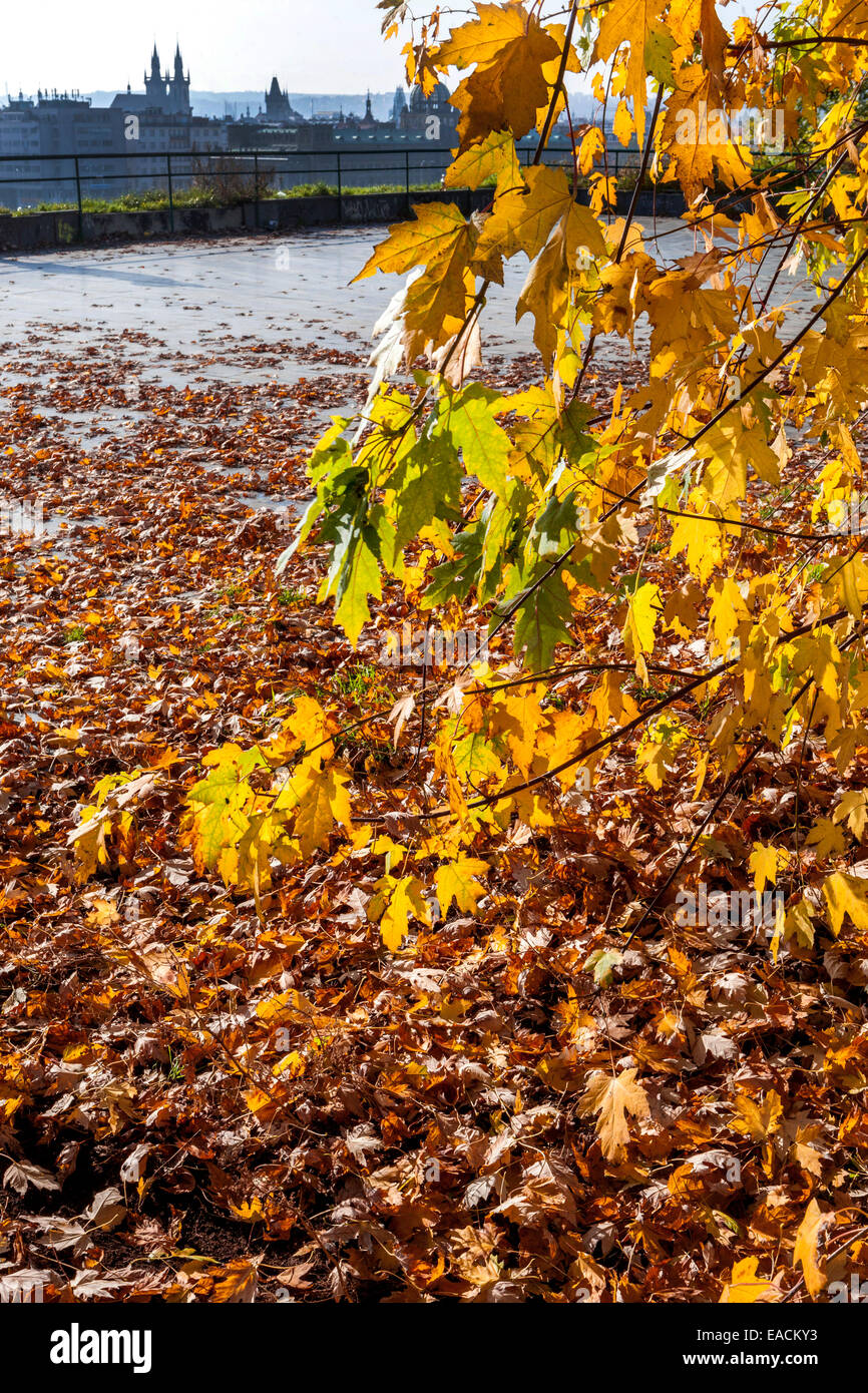 Herbstlaub auf dem Boden in Letna Park, Prag, Tschechische Republik, acer Stockfoto