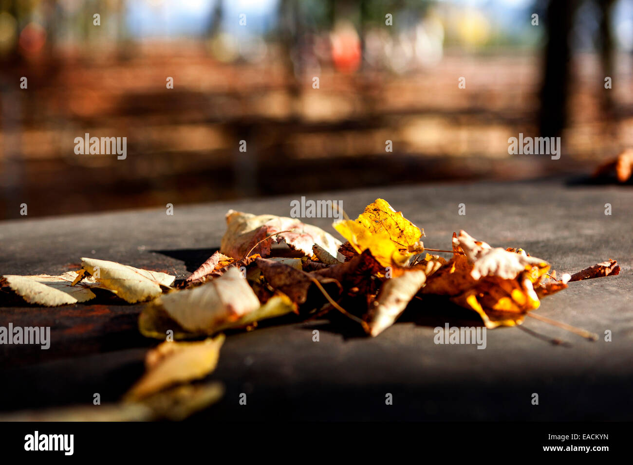 Gefallene Blätter auf dem Tisch im Herbstpark Stockfoto