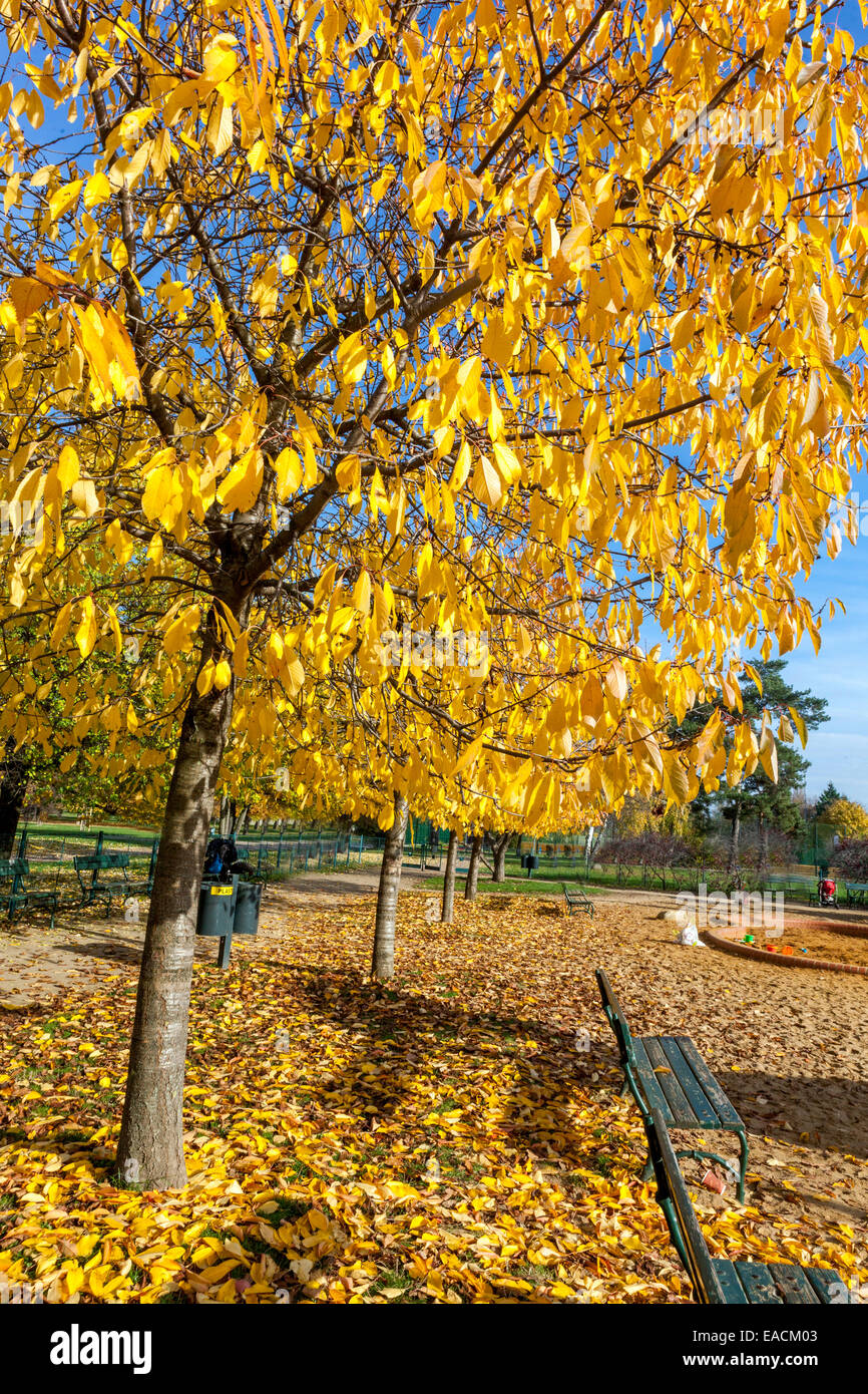 Prager Park Herbsteinlauf fallende Blätter auf dem Boden Prager Letna Park Baum in einem Vorort Stockfoto