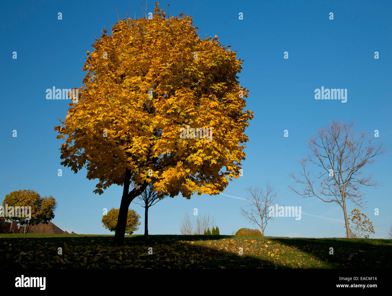 Gelber Ahornbaum im Herbst Stockfoto