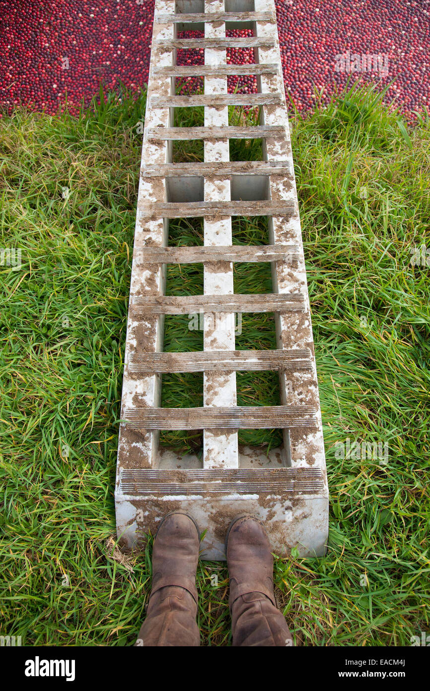Stiefel zum Jahresende eine Metallrampe in einem überschwemmten Cranberry Feld Stockfoto
