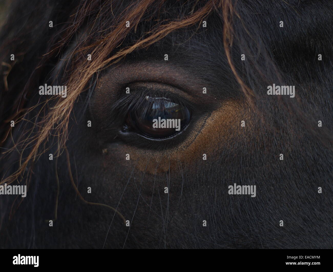 Nahaufnahme des Auges der Welsh Cob Pferde. Stockfoto