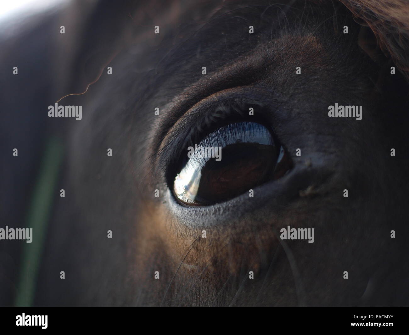 Nahaufnahme des Auges der Welsh Cob Pferde. Stockfoto