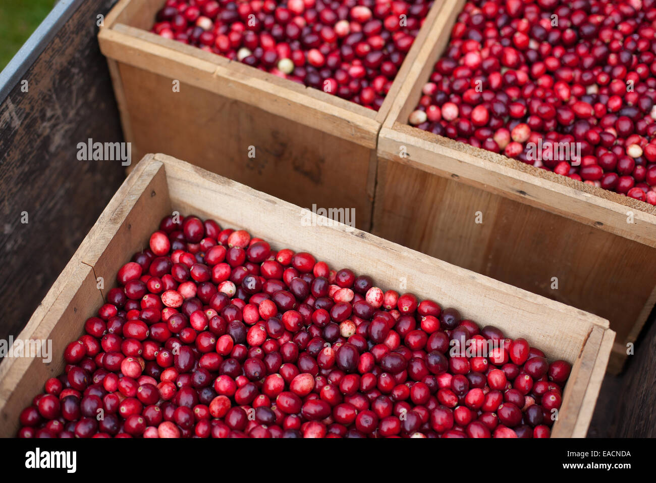 Mehreren hölzernen Kästen voller Frische cranberries Stockfoto