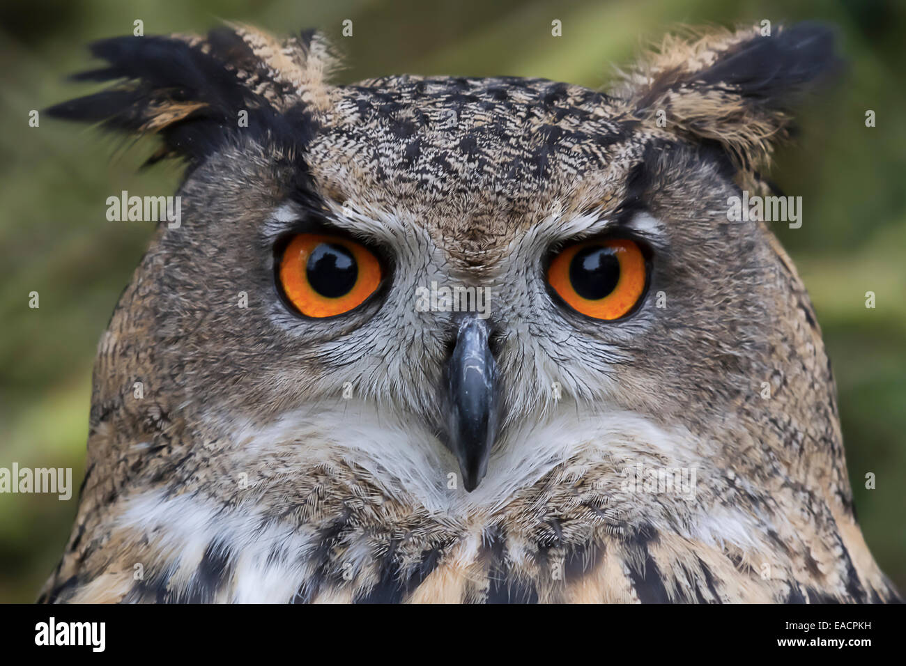 Eine detaillierte Nahaufnahme Kopf Foto ein Uhu Stockfoto