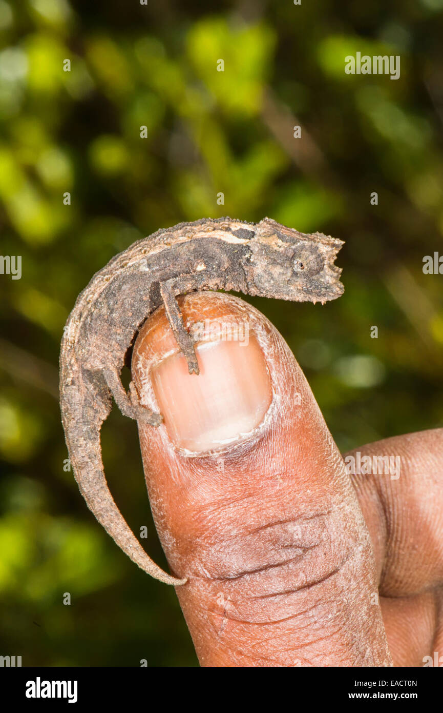 Madagassische Zwerg Chamäleon (Brookesia Minima), Madagaskar Stockfoto