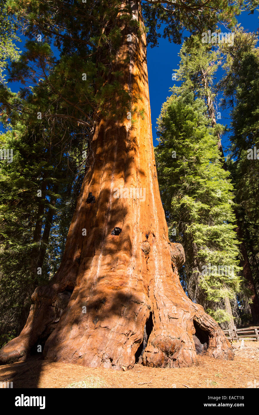 Riesigen Redwood oder Mammutbaum, Sequoiadendron Giganteum im Sequoia Nationalpark, Kalifornien, USA. Stockfoto