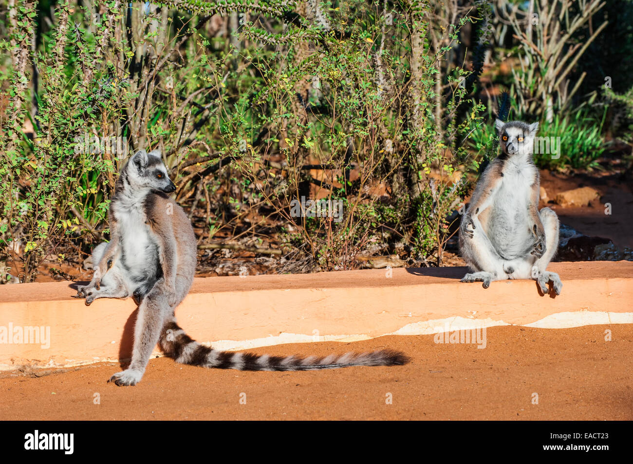 Zwei Ring-tailed Lemuren (Lemur Catta), Berenty Naturreservat, Fort Dauphin, Provinz Toliara, Madagaskar Stockfoto