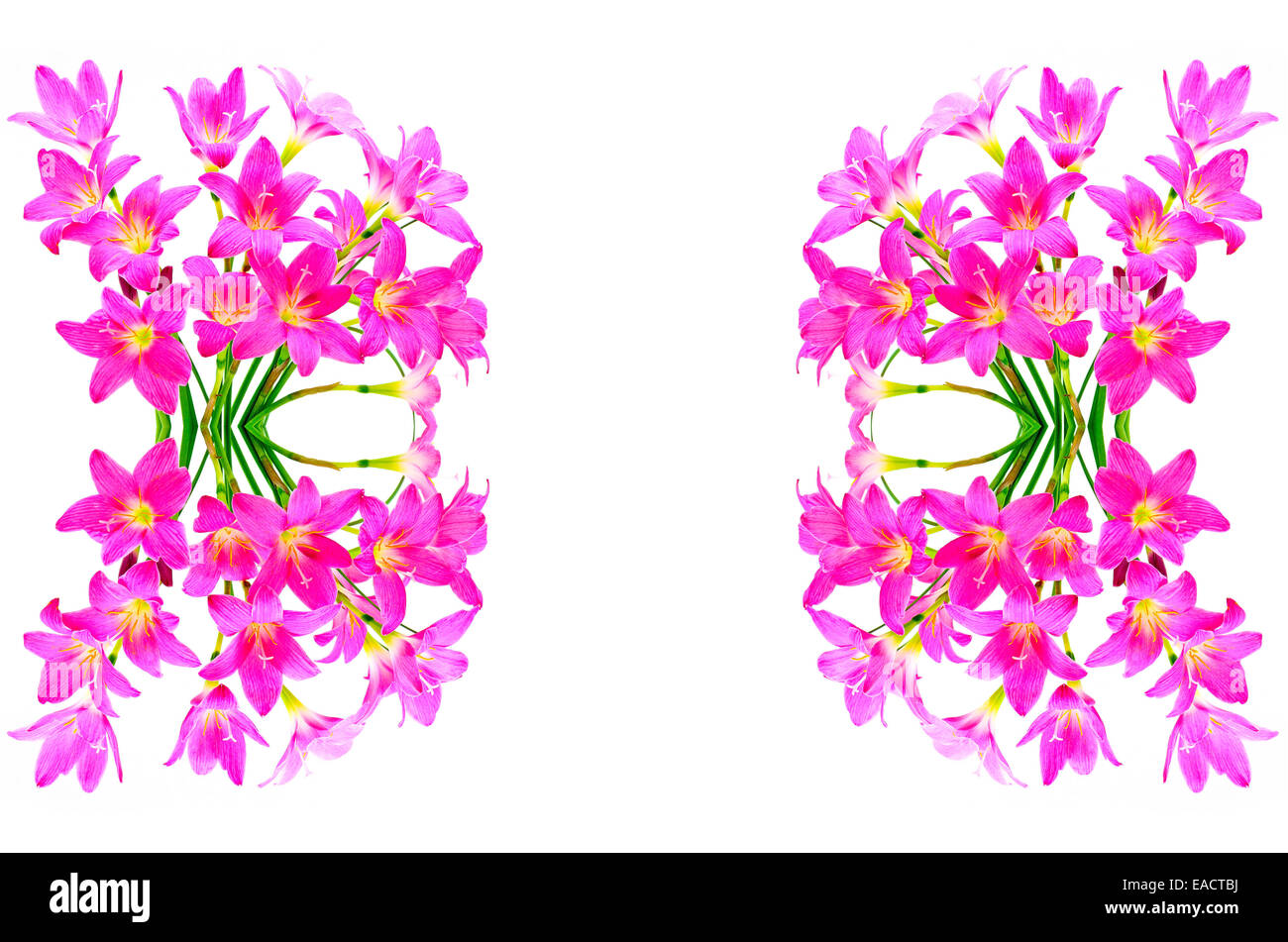 Blüte rosa Zephyranthes Lily, Regen-Lilie, Fairy Lily, kleine Hexen, isoliert auf weißem Hintergrund Stockfoto