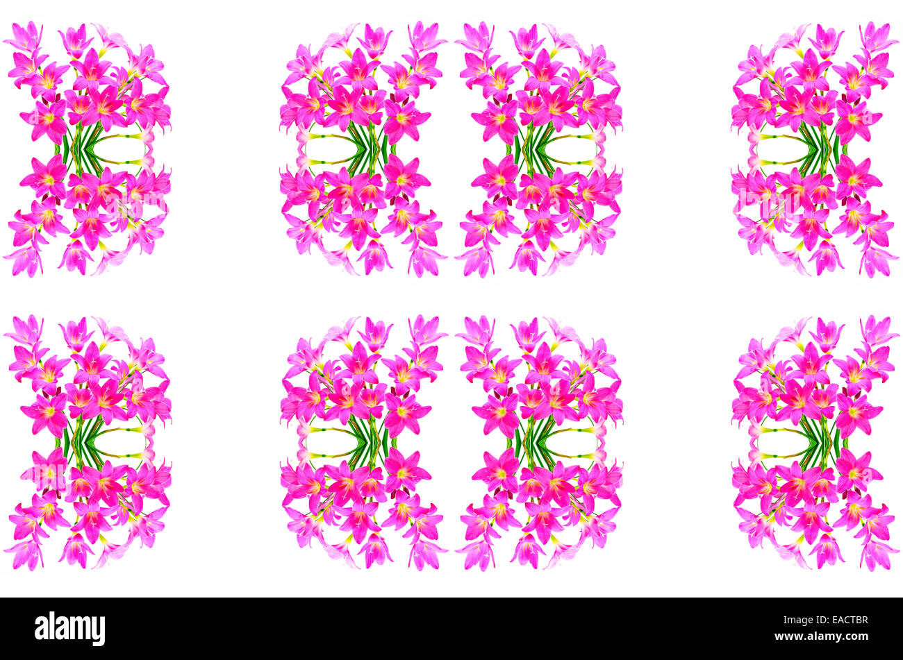 Blüte rosa Zephyranthes Lily, Regen-Lilie, Fairy Lily, kleine Hexen, isoliert auf einem Whtie Hintergrund Stockfoto