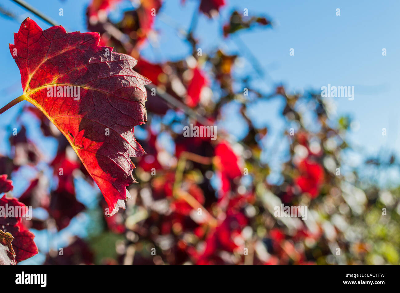 Reben mit bunten Blätter des Herbstes Stockfoto