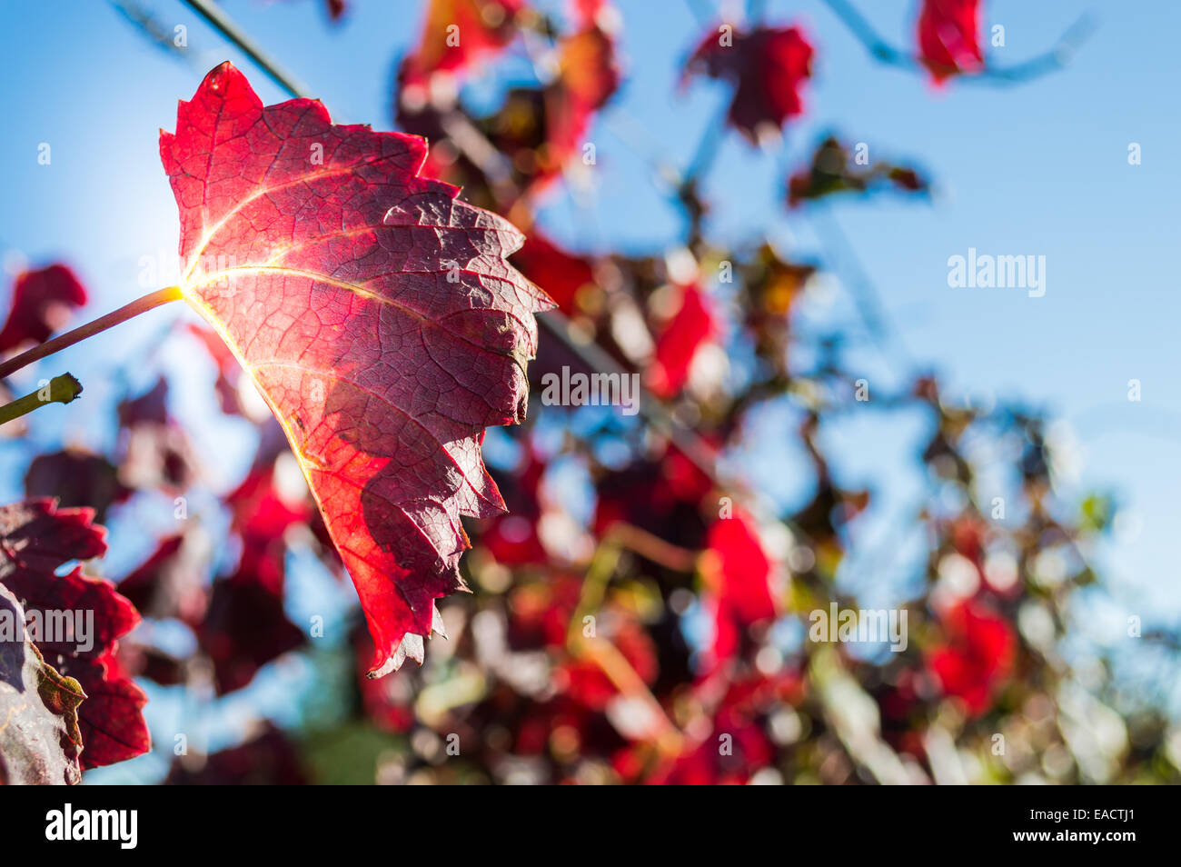 Reben mit bunten Blätter des Herbstes Stockfoto