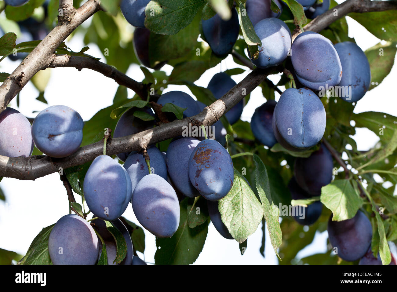 Pflaumen auf dem Baum im Garten. Obst-Hintergrund. Stockfoto