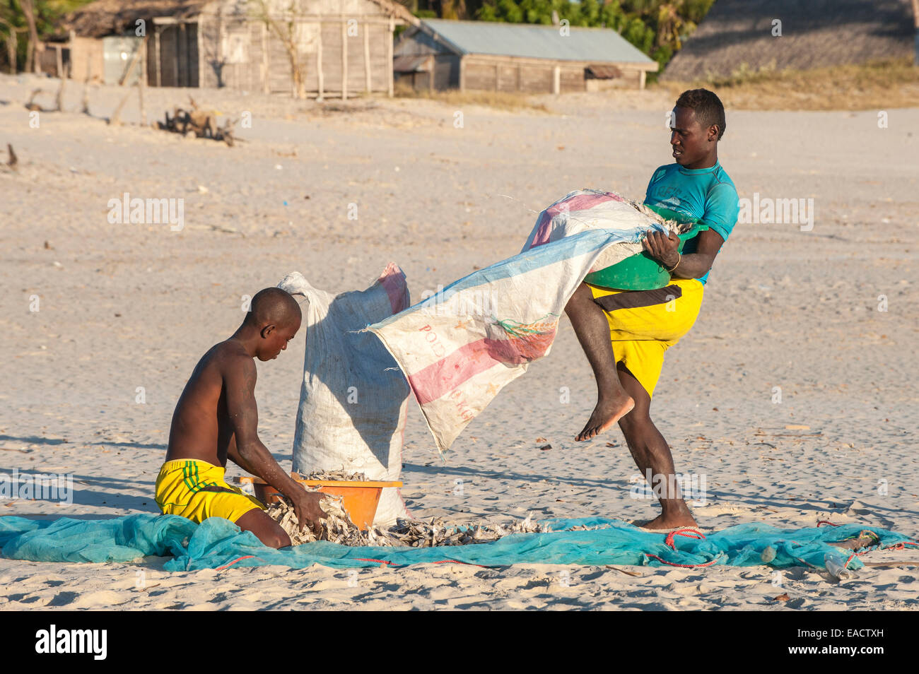 Madagassischen Fischer Sammlung getrockneter Fisch am Strand, Morondava, Provinz Toliara, Madagaskar Stockfoto