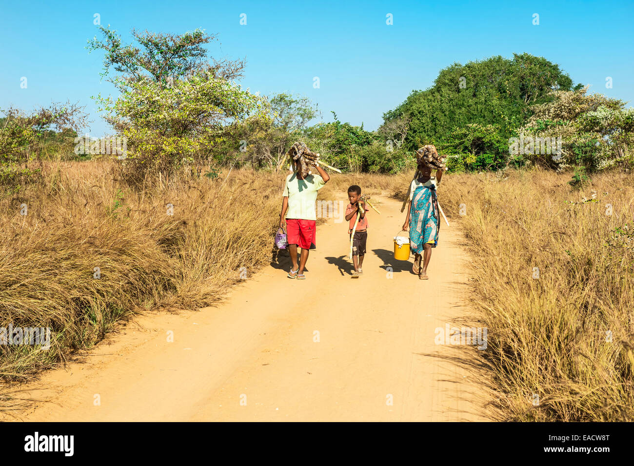 Madagassischen Frauen und Jungen zu Fuß auf der Straße und mit Zuckerrohr auf ihren Kopf, Bekopaka, Provinz Majunga, Madagaskar Stockfoto