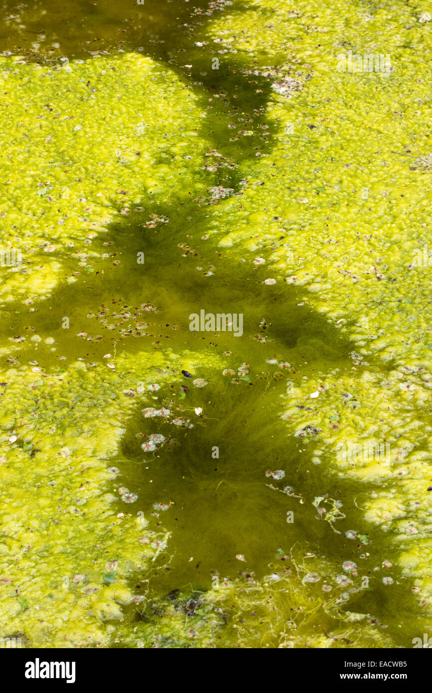 Teich Algen Stockfotos und bilder Kaufen Alamy