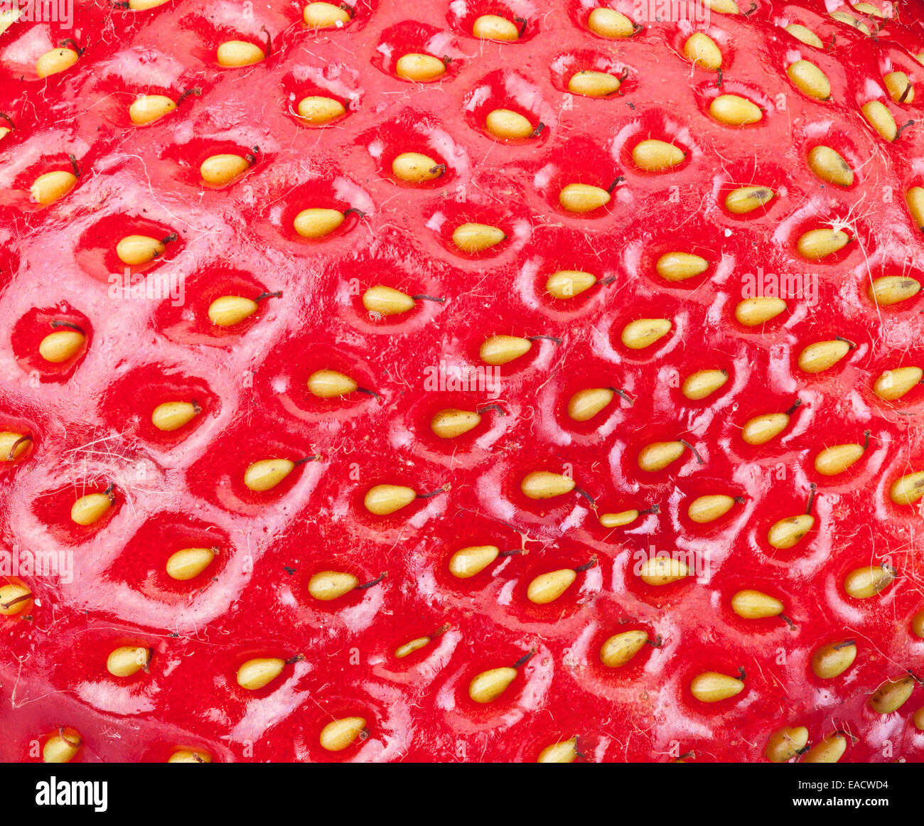Erdbeere Frucht Hintergrund. Makroaufnahme. Stockfoto
