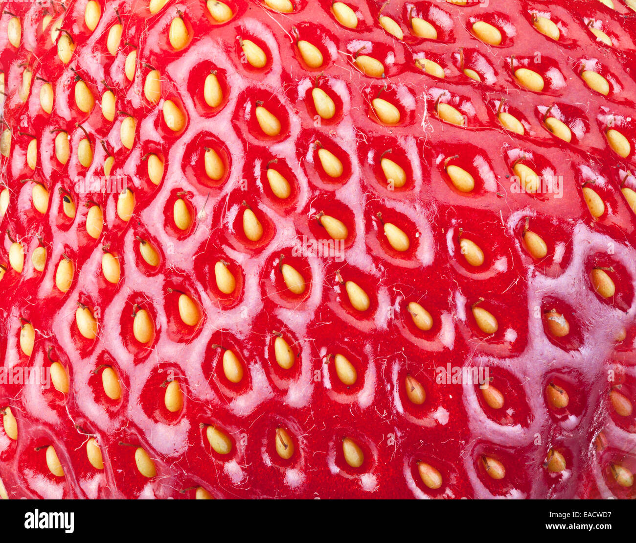 Erdbeere Frucht Hintergrund. Makroaufnahme. Stockfoto