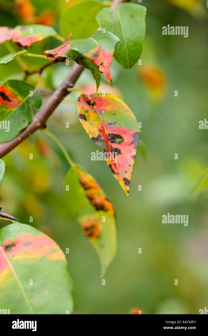 Birne (Pyrus) und Birne Rost (gymnosporangium fuscum Syn. gymnosporangium sabinae) Stockfoto