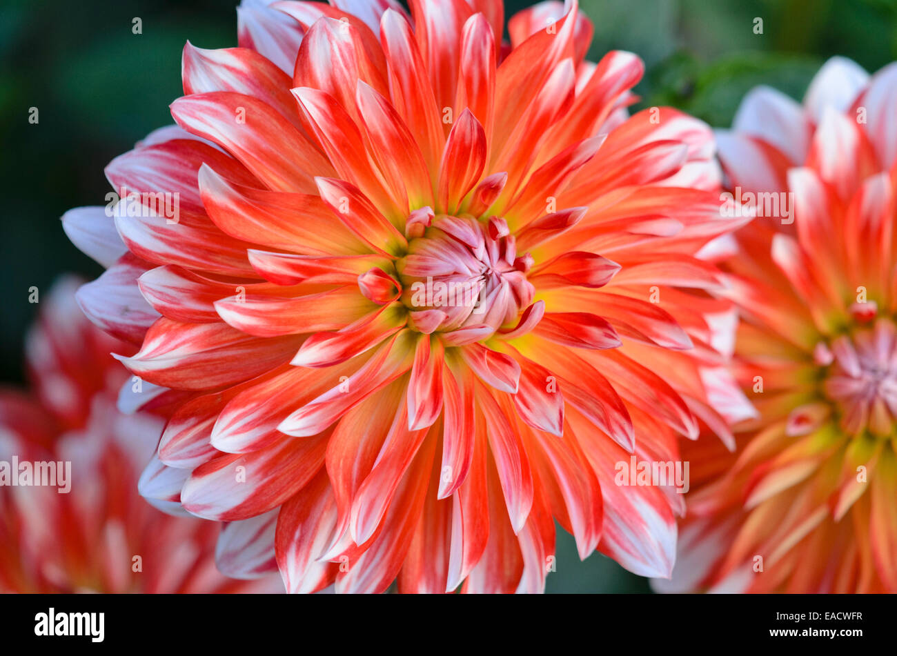 Dekorative Dahlie (Dahlia picara) Stockfoto