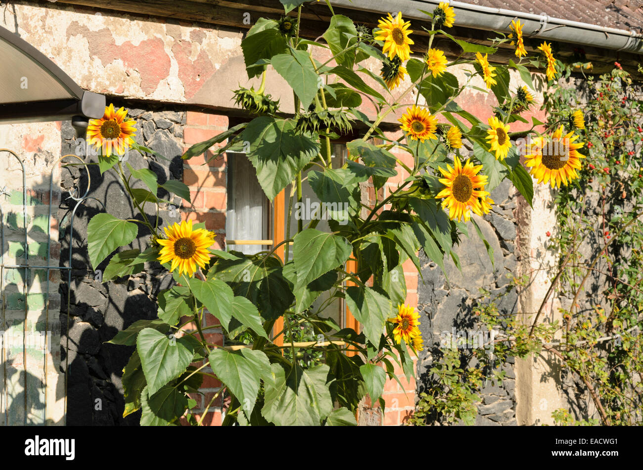 Gemeinsame Sonnenblume (Helianthus annuus) Stockfoto