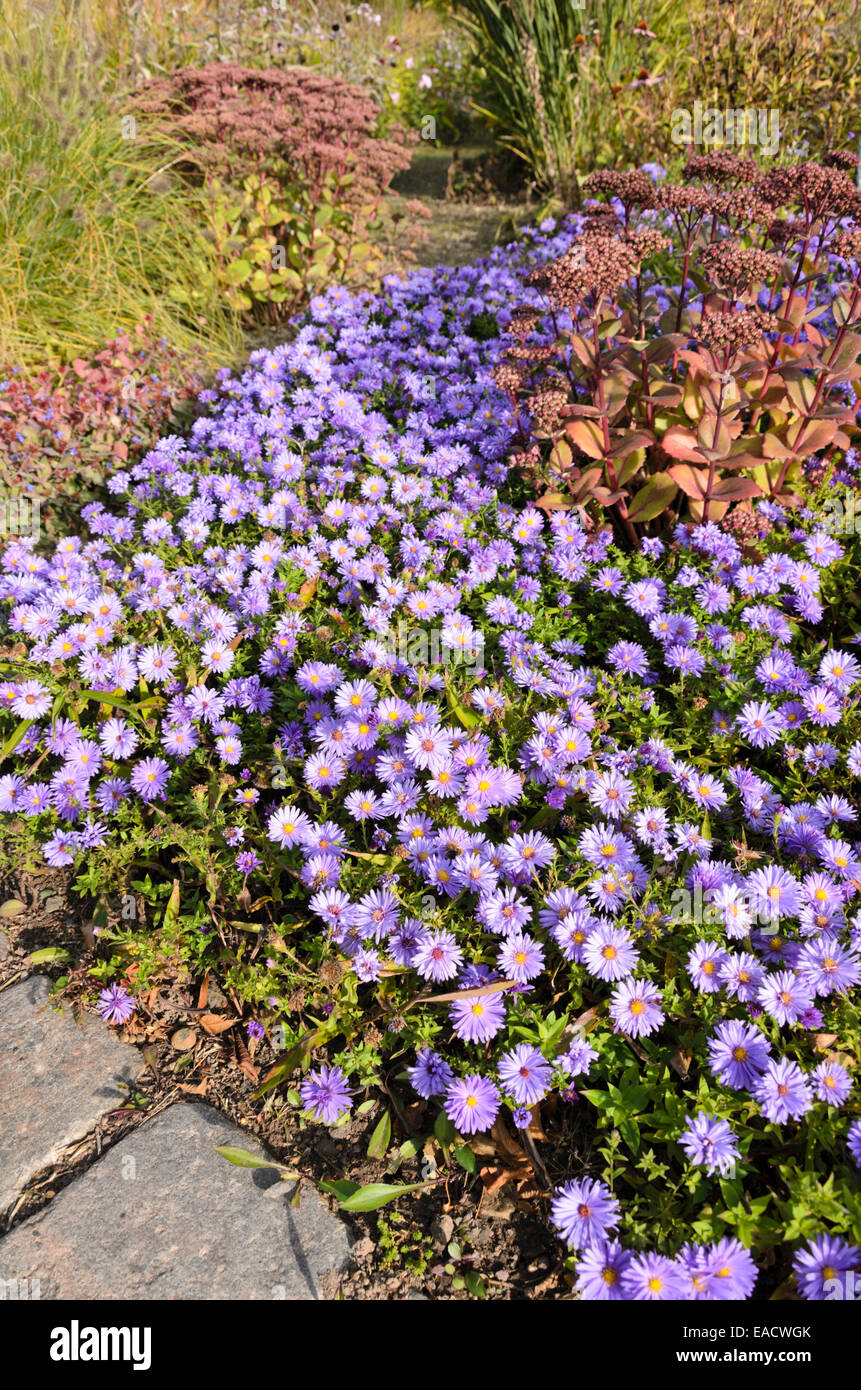 Buschige Aster (Aster dumosus) und orpine (Sedum telephium 'Matrona' syn. hylotelephium telephium 'Matrona') Stockfoto