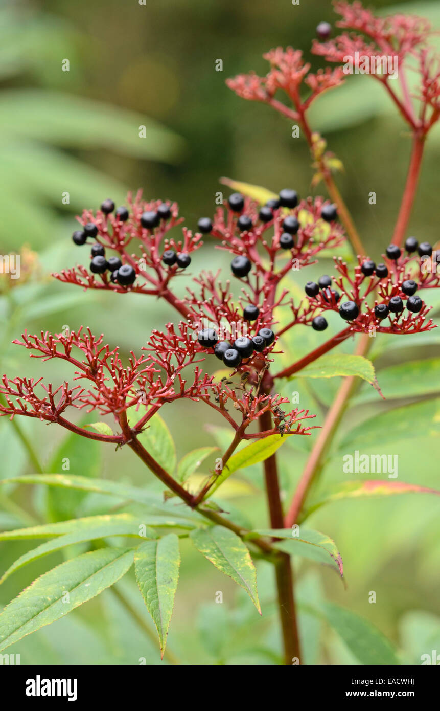 Zwerg Holunder (sambucus ebulus) Stockfoto