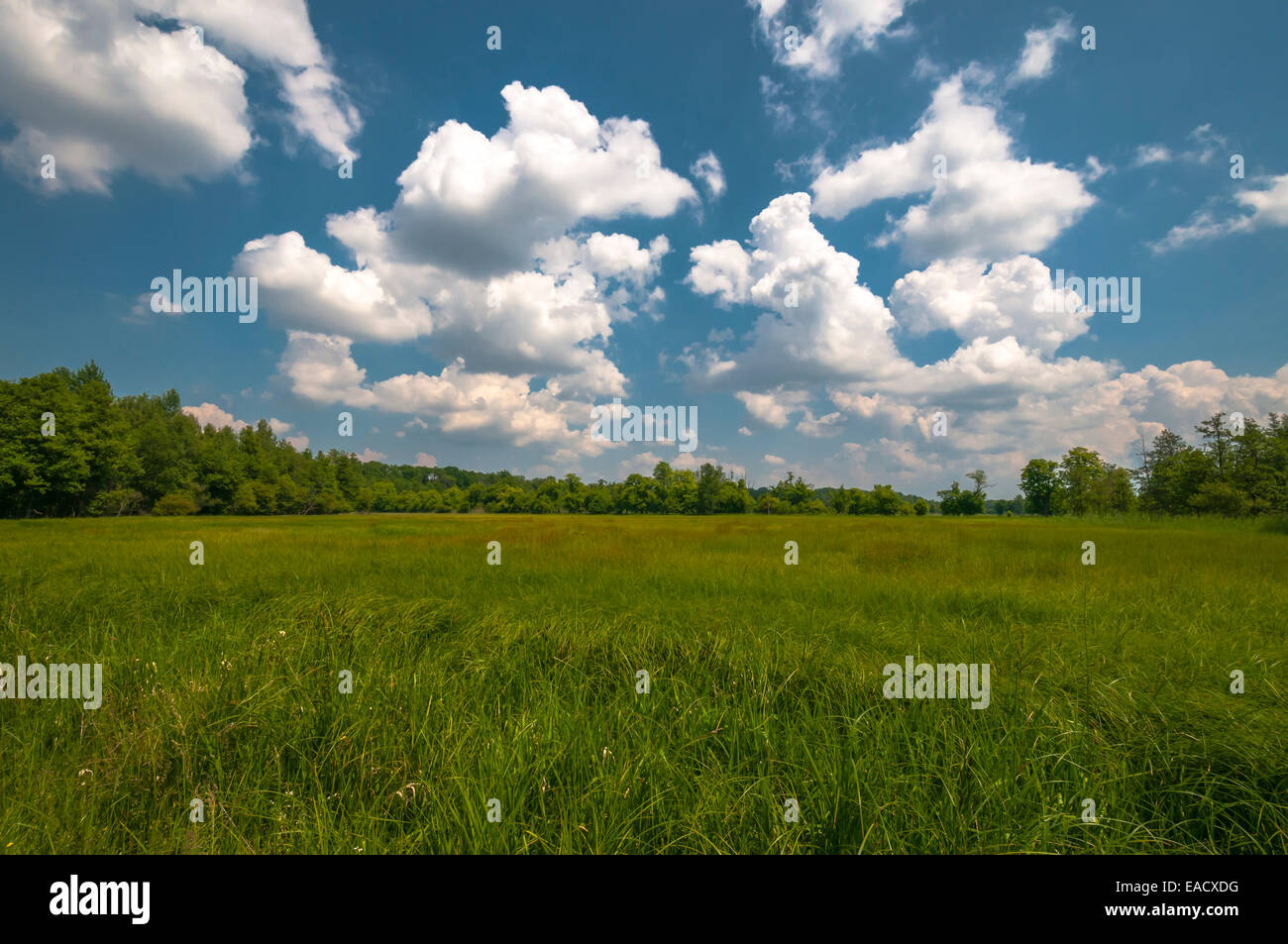 Feuchtwiese mit Sommerwolken, Naturschutzgebiet Mönchbruch, Mörfelden, Hessen, Deutschland Stockfoto