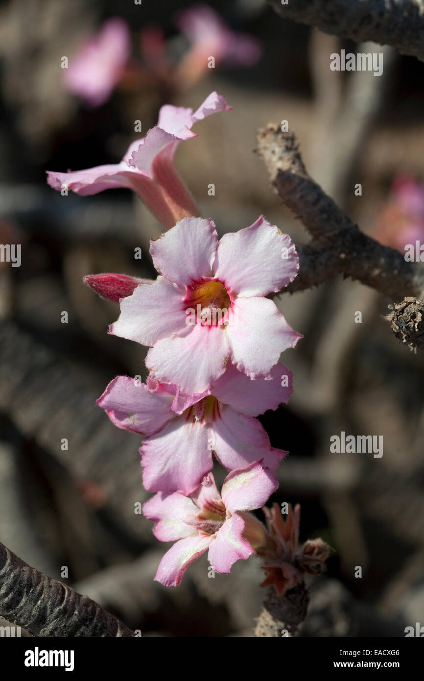 Wüstenrose (Adenium Obesum), Oman Stockfoto