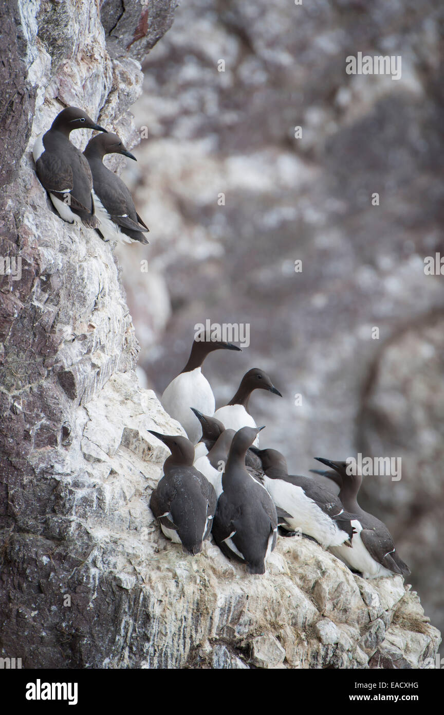 Kolonie von gemeinsamen wärmeren oder gemeinsame Trottellumme (Uria Aalge) nisten auf einer Klippe, Dunbar, Schottland, Vereinigtes Königreich Stockfoto