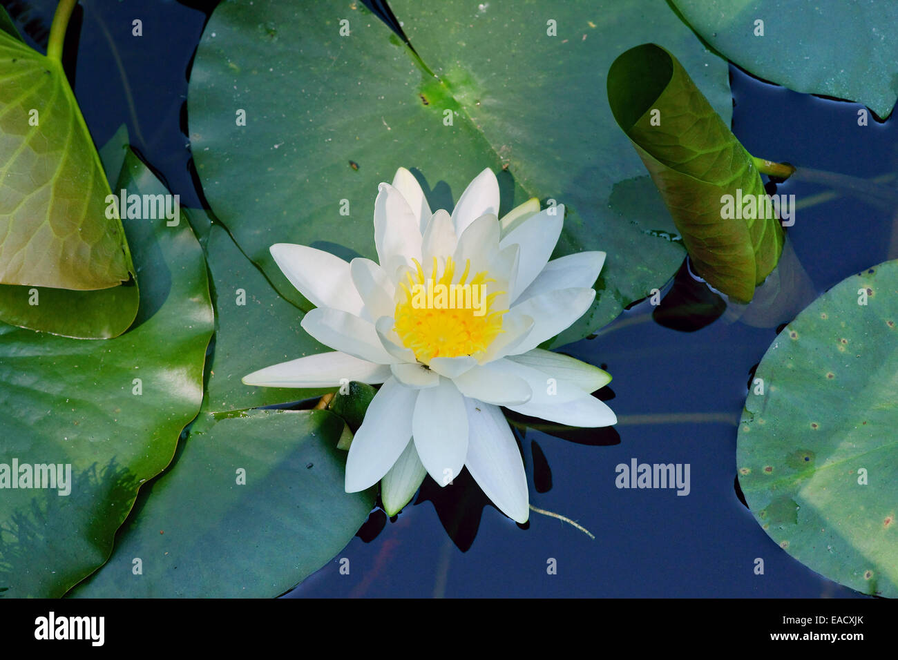 Seerose (Nymphaea), Insel Mainau, See Constanz, Baden-Württemberg,  Deutschland Stockfotografie - Alamy