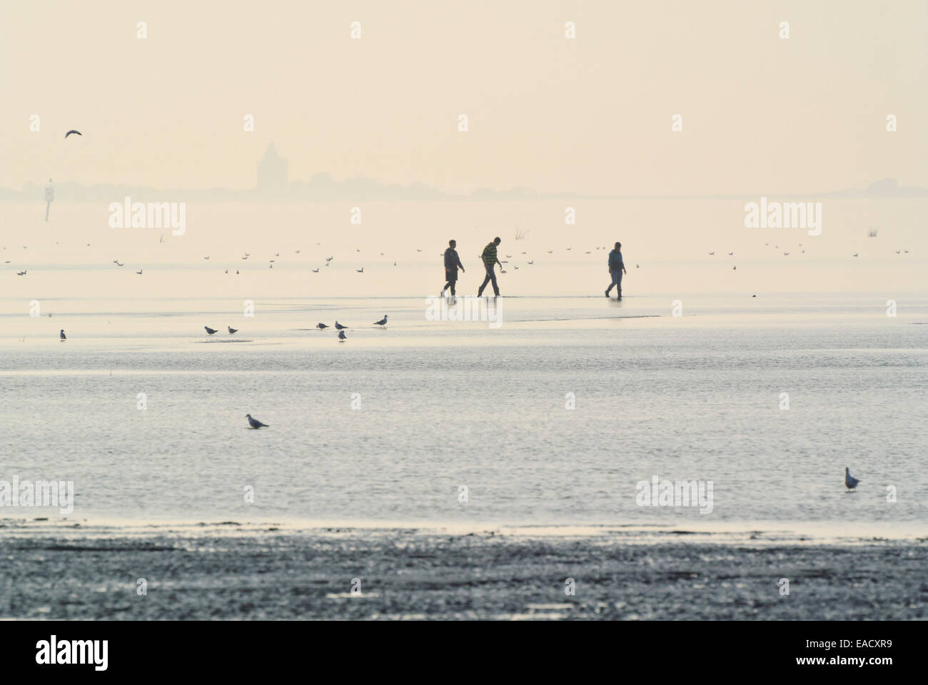 Wanderer im Wattenmeer in der Nähe von Insel Neuwerk, Cuxhaven, Deutschland Stockfoto