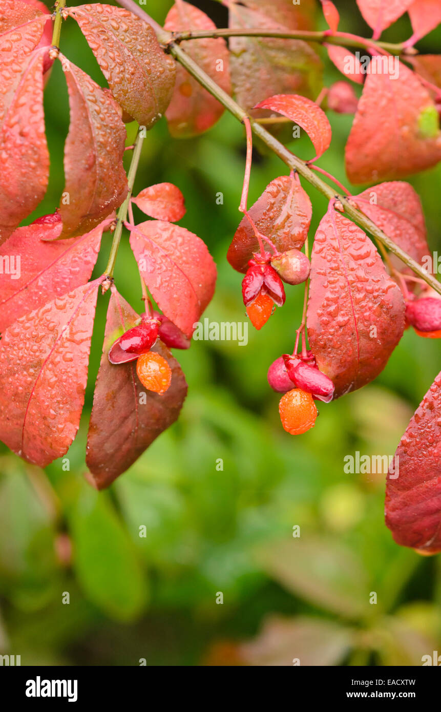 Kompakte brennenden Busch (Euonymus alatus) Stockfoto