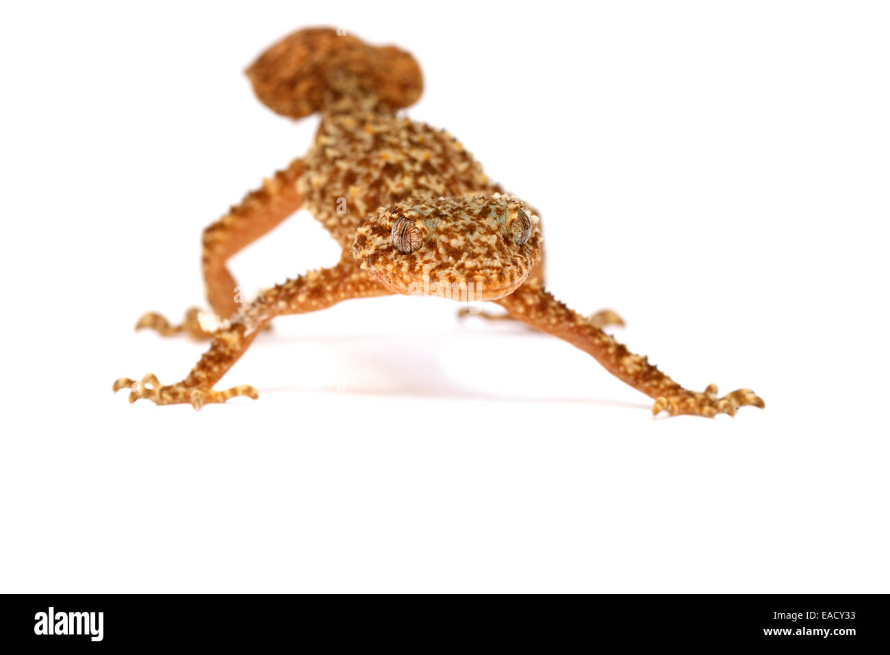 Breit-tailed Gecko (Phyllurus Platurus) Stockfoto